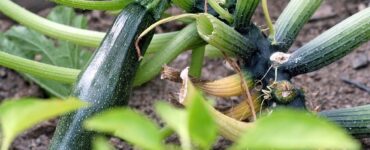 Zucchini Companion Plants: Best and Worst Companions