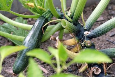 Zucchini Companion Plants: Best and Worst Companions