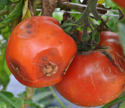 Anthracnose - 25 Tomato Diseases & Disorders + Natural Treatments (with Pictures)