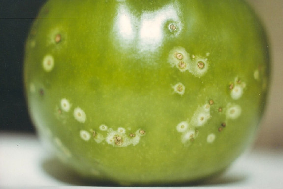 Tomato Bacterial Canker