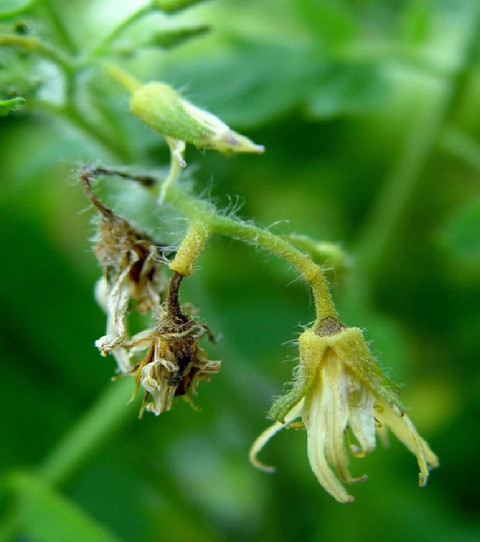 Blossom Drop - Tomato Diseases and How to Treat Naturally (+ Pictures)