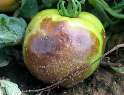 Buckeye Rot
