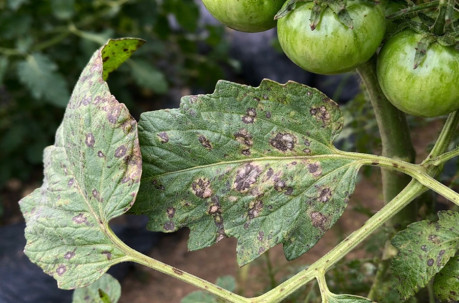 Gray Leaf Spot