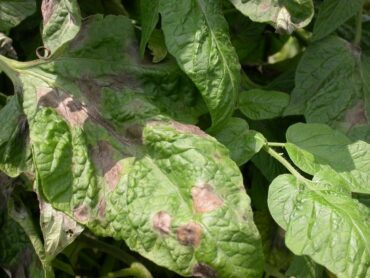 Late Blight - Tomato Disease