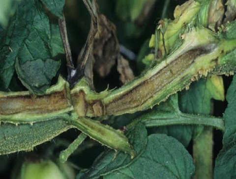 Pith Necrosis