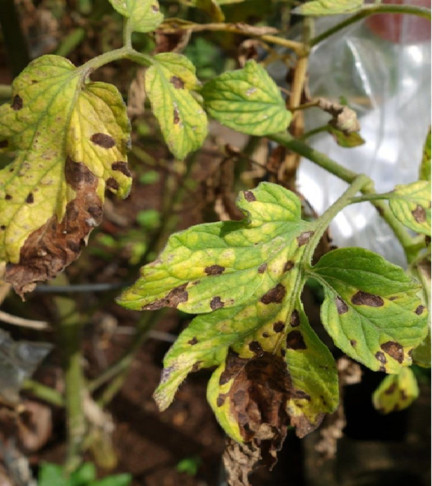 Septoria Leaf Spot - Tomato Diseases