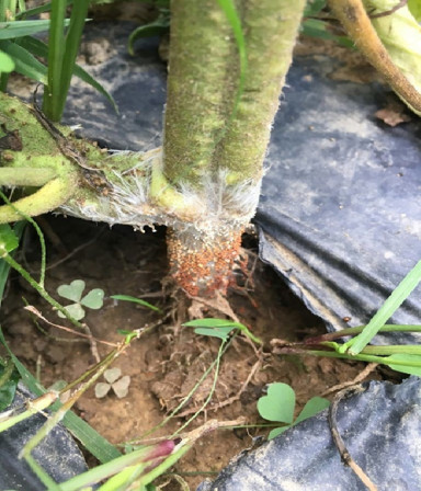 Southern Blight