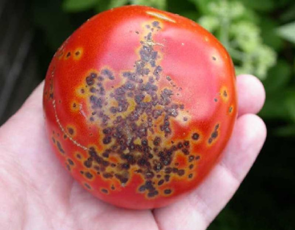 Tomato Bacterial Spot