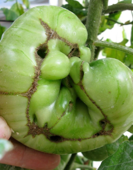 Tomato Catfacing