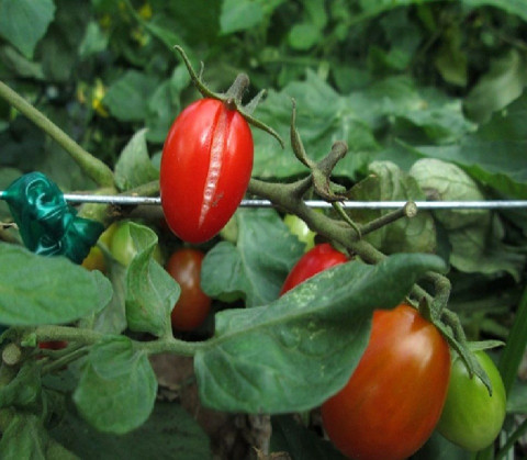 Tomato Fruit crack