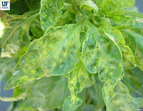 Tomato Spotted Wilt Virus