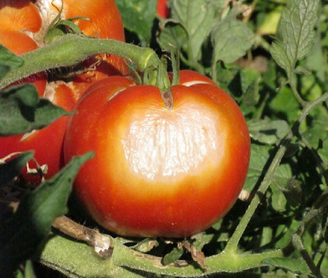 Tomato Sunscald - Tomato Diseases