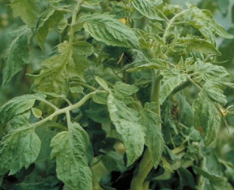 Tomato mosaic virus
