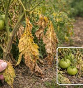 13 Natural Ways to Control Verticillium Wilt