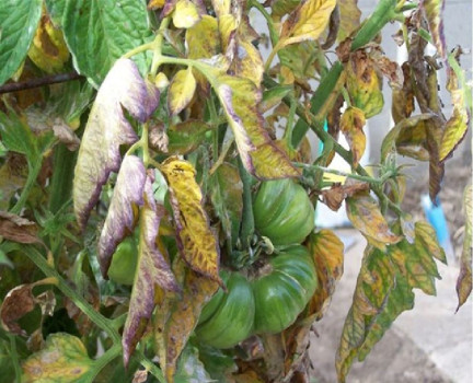 Verticillium wilt - Tomato Diseases