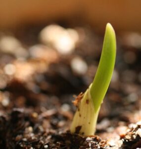 How to Plant Garlic Cloves: Basic Guide