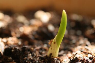 How to Plant Garlic Cloves: Basic Guide