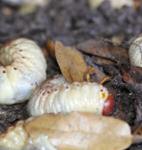 11 Natural Ways to Get Rid of Grubs in Garden