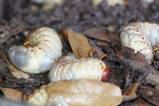 11 Natural Ways to Get Rid of Grubs in Garden