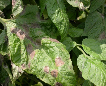 Late Blight - Tomato Disease