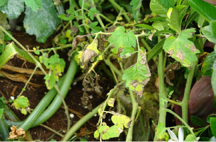 Late Blight - Tomato Disease