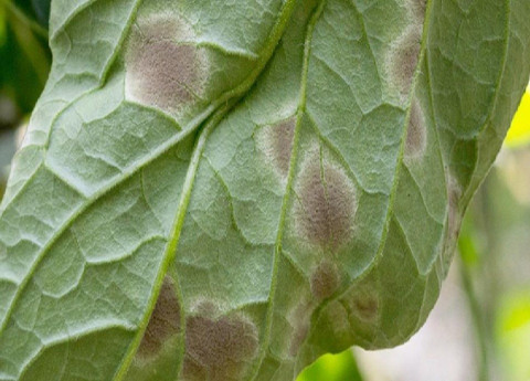 leaf mold