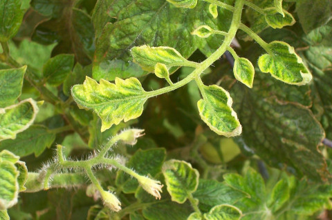 Tomato leaf curl
