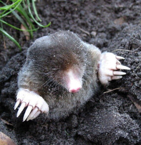12 Natural Ways to Get Rid of Moles in Yard & Garden