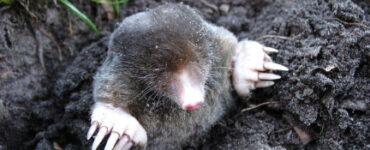12 Natural Ways to Get Rid of Moles in Yard & Garden
