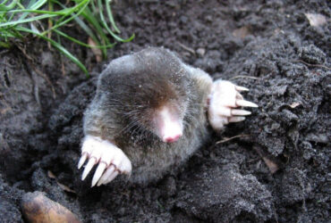 12 Natural Ways to Get Rid of Moles in Yard & Garden