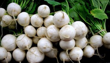 How to Grow Turnips (Plus Nutrition Benefits)