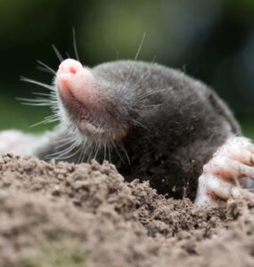 12 Natural Ways to Get Rid of Moles in Yard & Garden