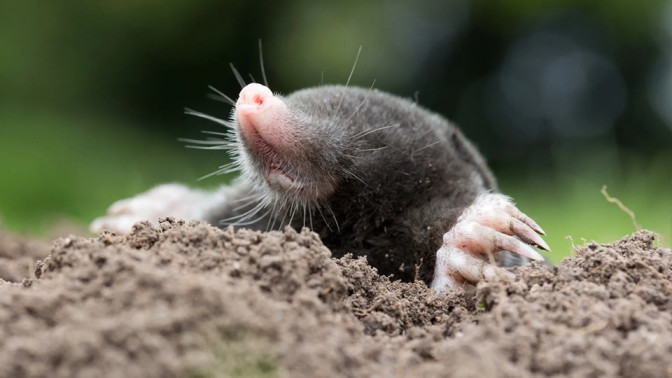 12 Natural Ways to Get Rid of Moles in Yard & Garden