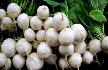 How to Grow Turnips (Plus Nutrition Benefits)