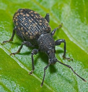 12 Natural Ways to Get Rid of Black Vine Weevil in Garden