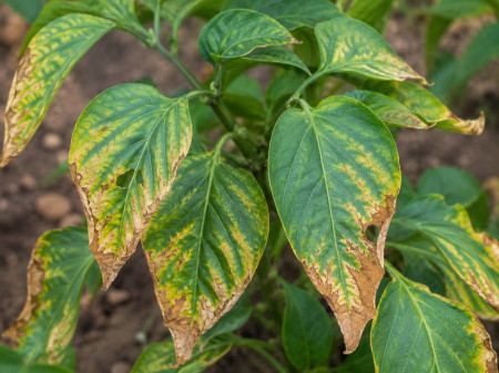 Chlorine deficiency