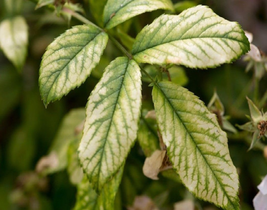 Magnesium deficiency in plants