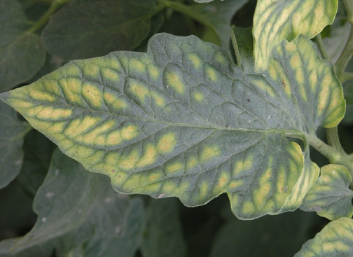 Magnesium deficiency in plants