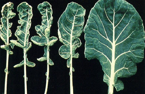 Molybdenum deficiency in plants