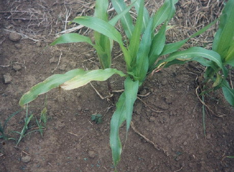 Molybdenum deficiency in plants