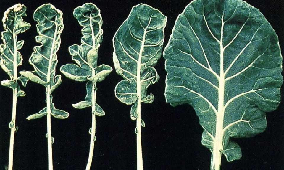 Molybdenum deficiency in plants