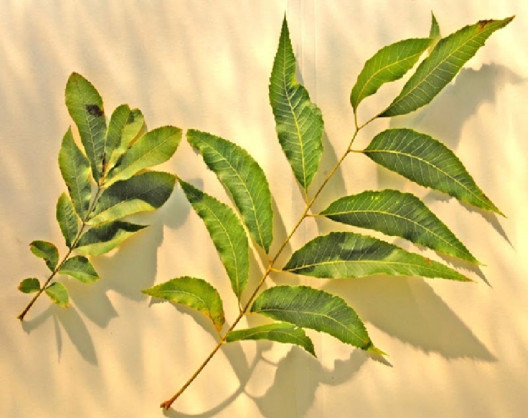 Nickel deficiency in plants