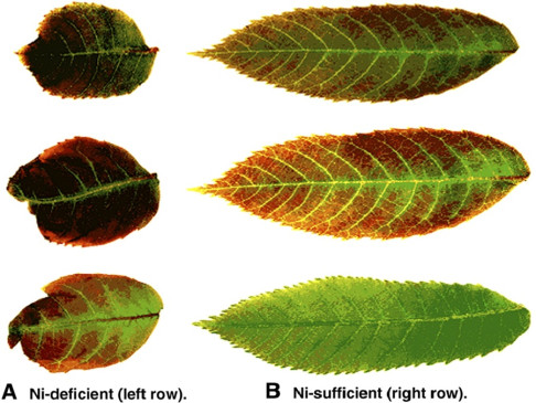 Nickel deficiency in plants