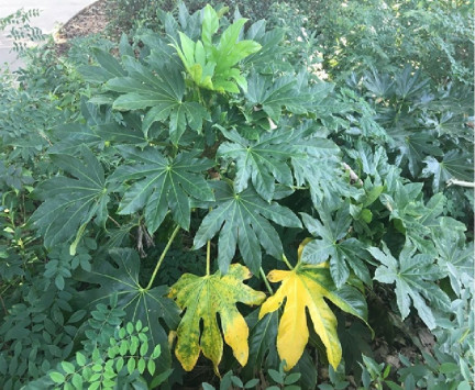 Nitrogen deficiency in plants