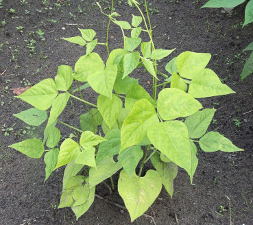 Nitrogen deficiency in plants