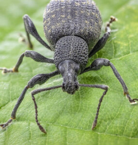 12 Natural Ways to Get Rid of Black Vine Weevil in Garden