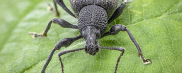 12 Natural Ways to Get Rid of Black Vine Weevil in Garden