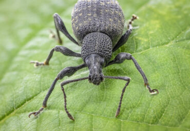 12 Natural Ways to Get Rid of Black Vine Weevil in Garden