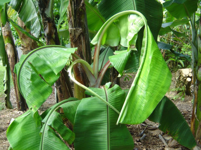 calcium deficiency in plants