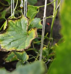 calcium deficiency in plants - 15 Plant Nutrient Deficiencies and How to Fix Naturally (+ Pictures)